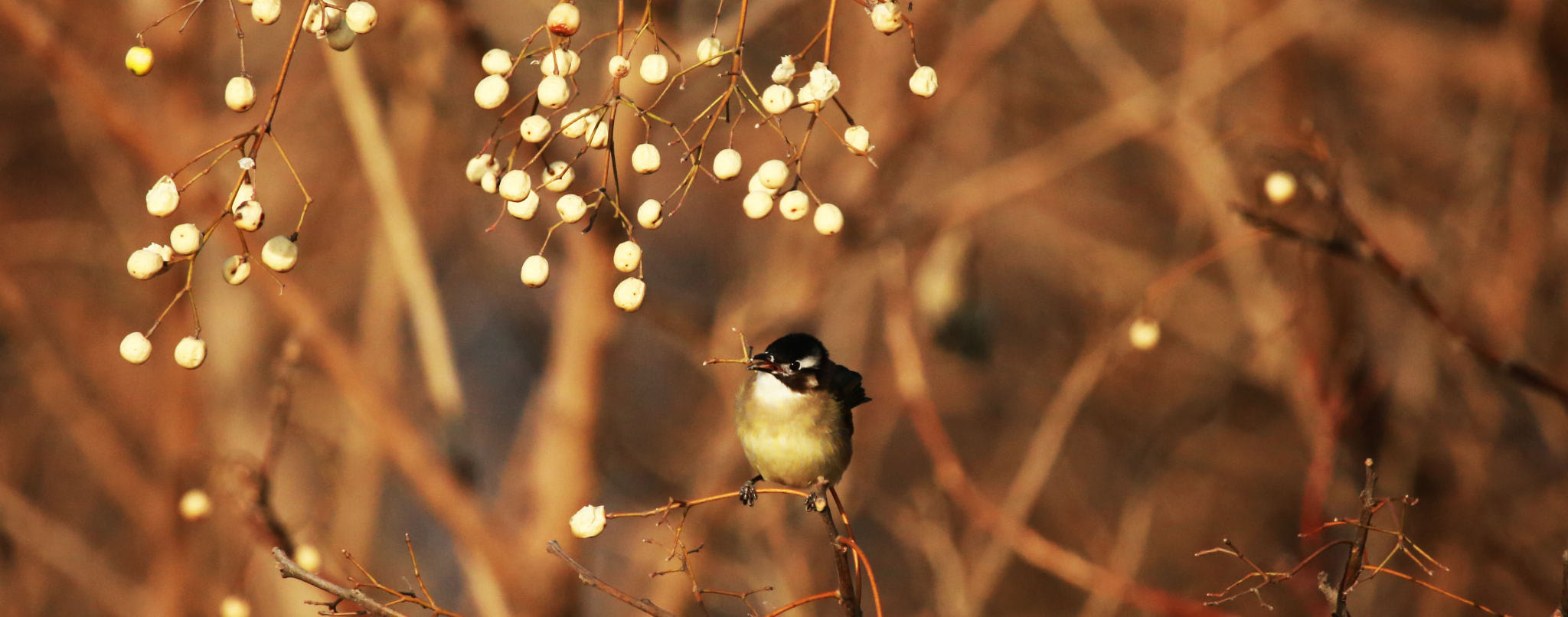 绣江河畔精灵飞