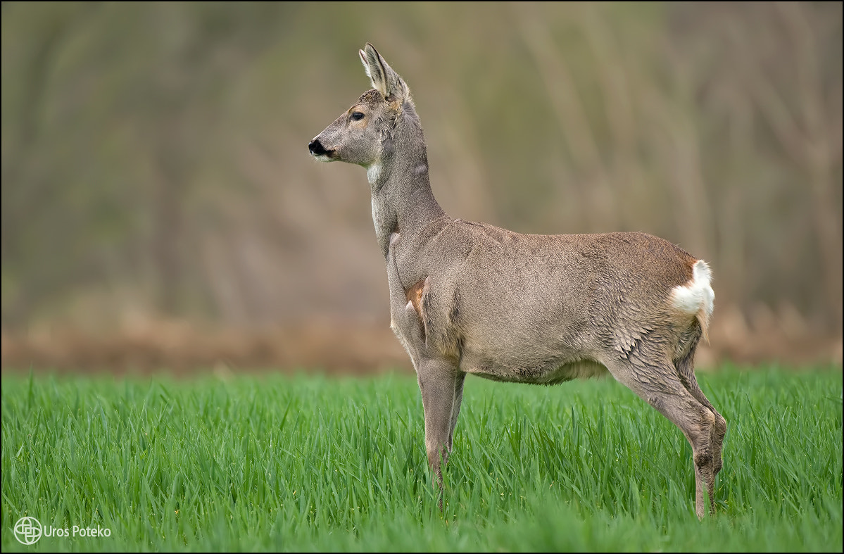 Roe deer