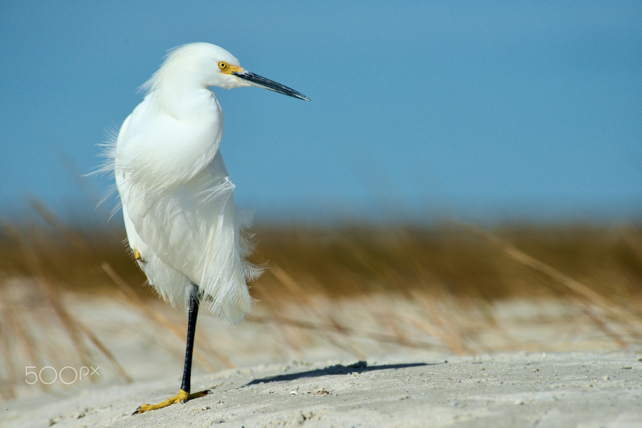 Lone Egret II, Minimal Coastal Wildlife