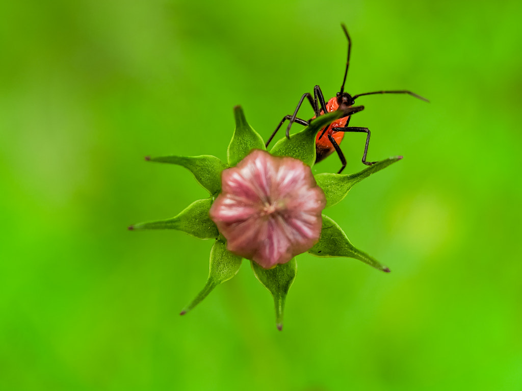 A bug by Bistupada Mondal on 500px.com