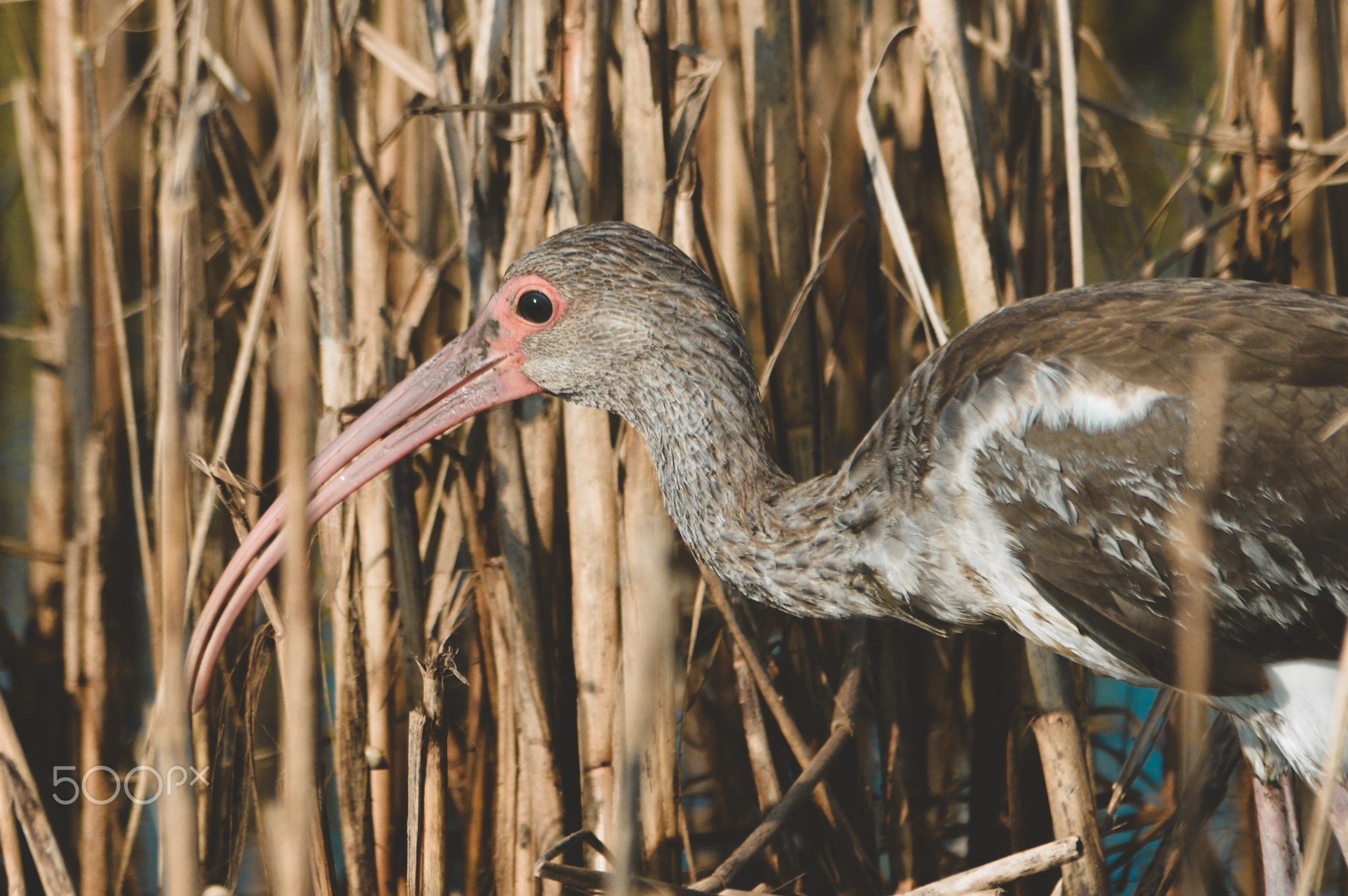 American White Ibis, Wading Bird Photography