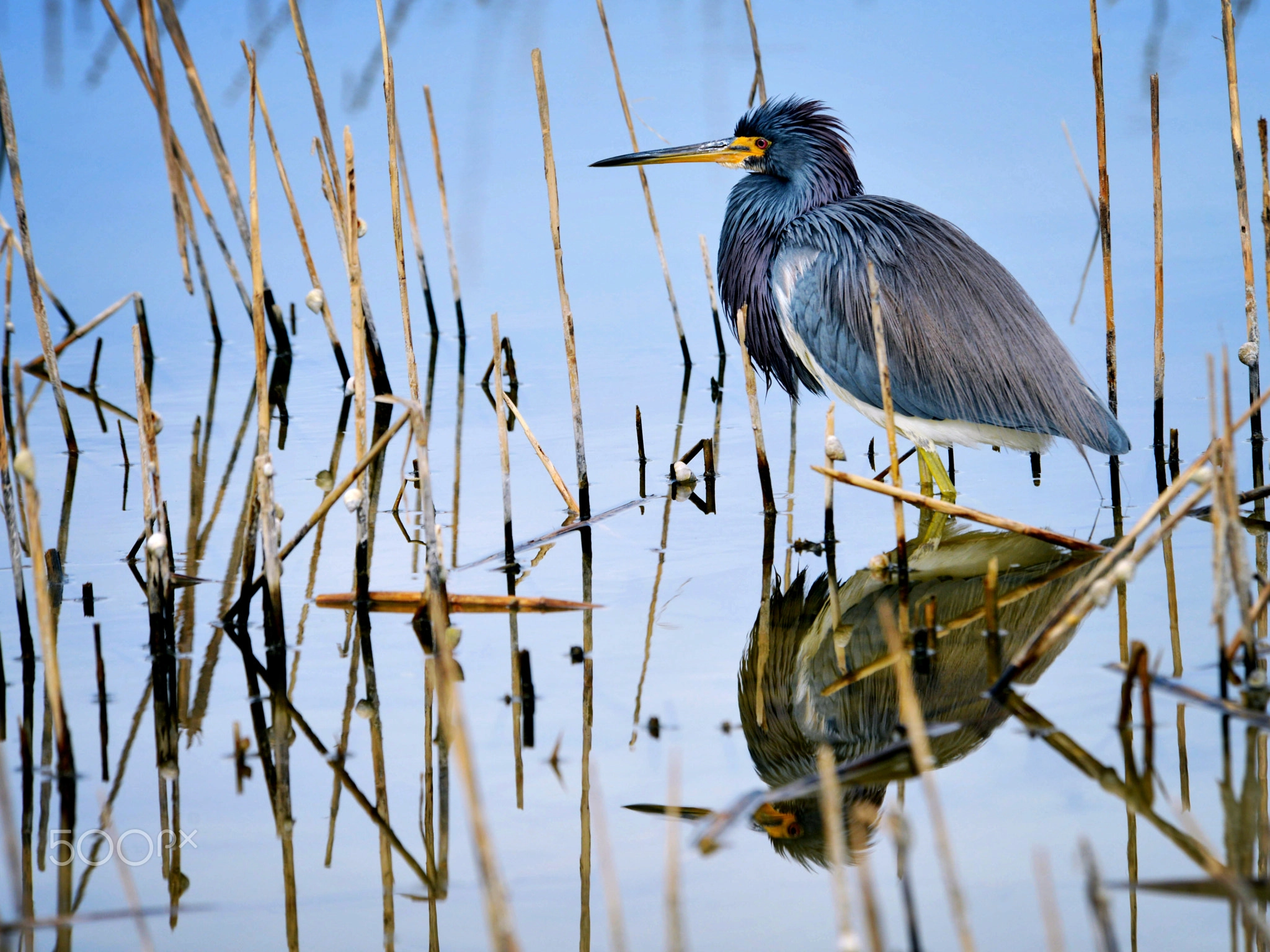 Reflections, Abstract Nature Photography