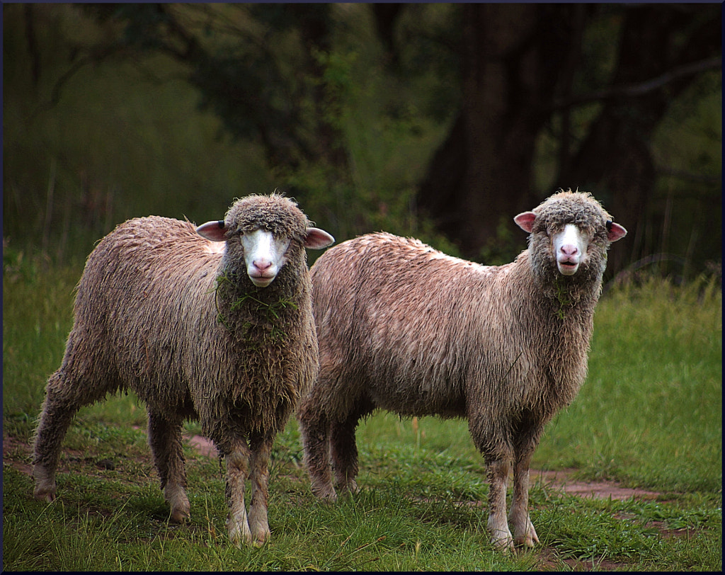 Wet Wool by Justin B. on 500px.com