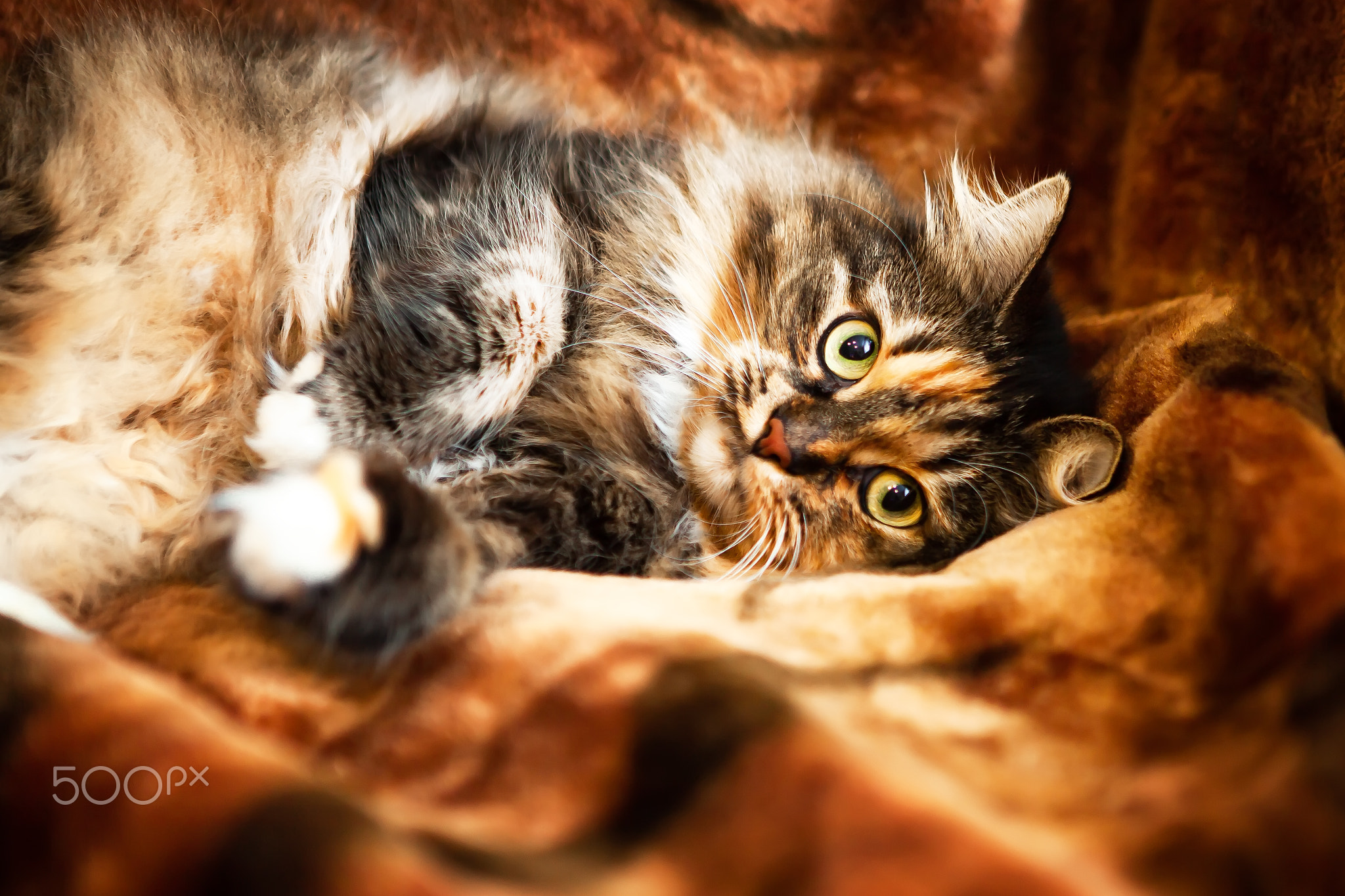 A very beautiful, sweet, fluffy Cat lying on a sofa.