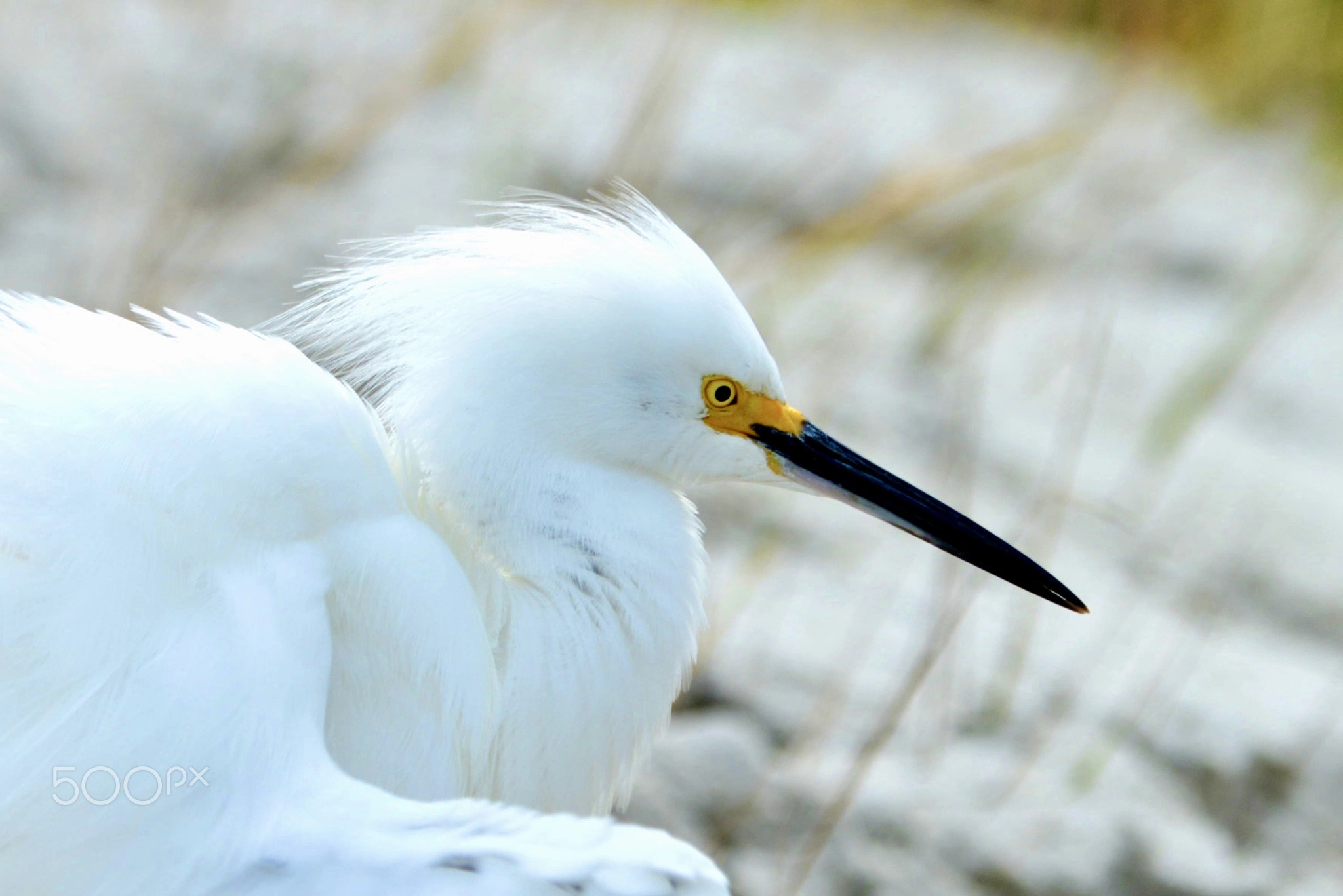 Snowy Egret IV, Shoreline Bird Photography