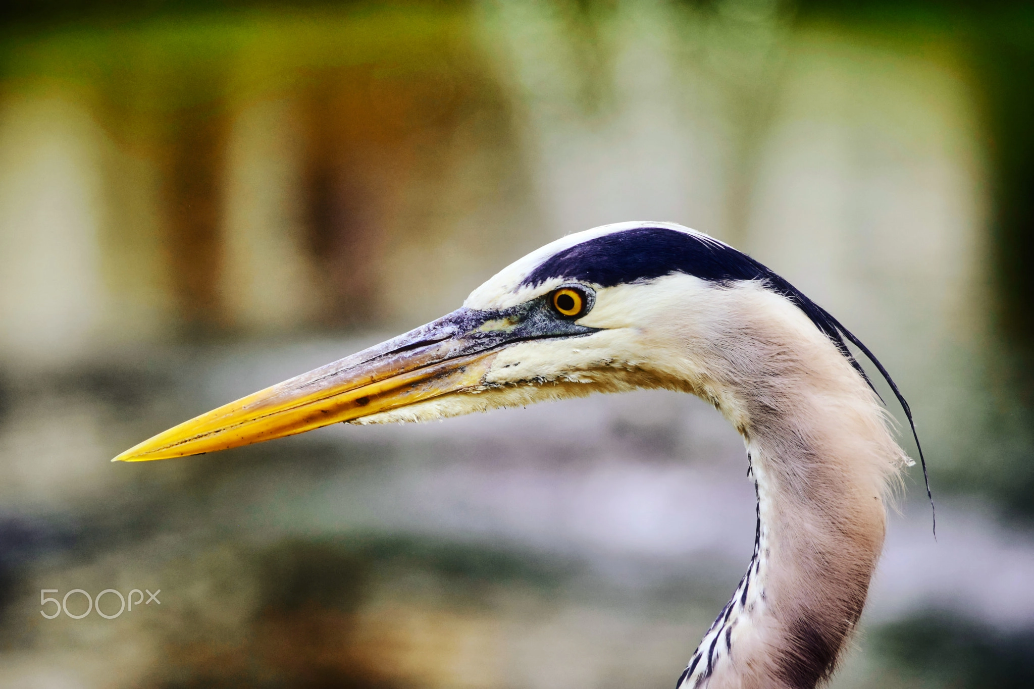 Great Blue Heron Headshot, Close Wildlife Portrait