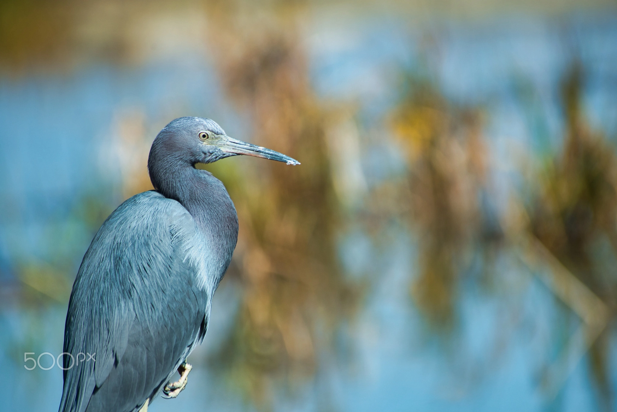 Little Blue Heron, Wading Bird Portrait