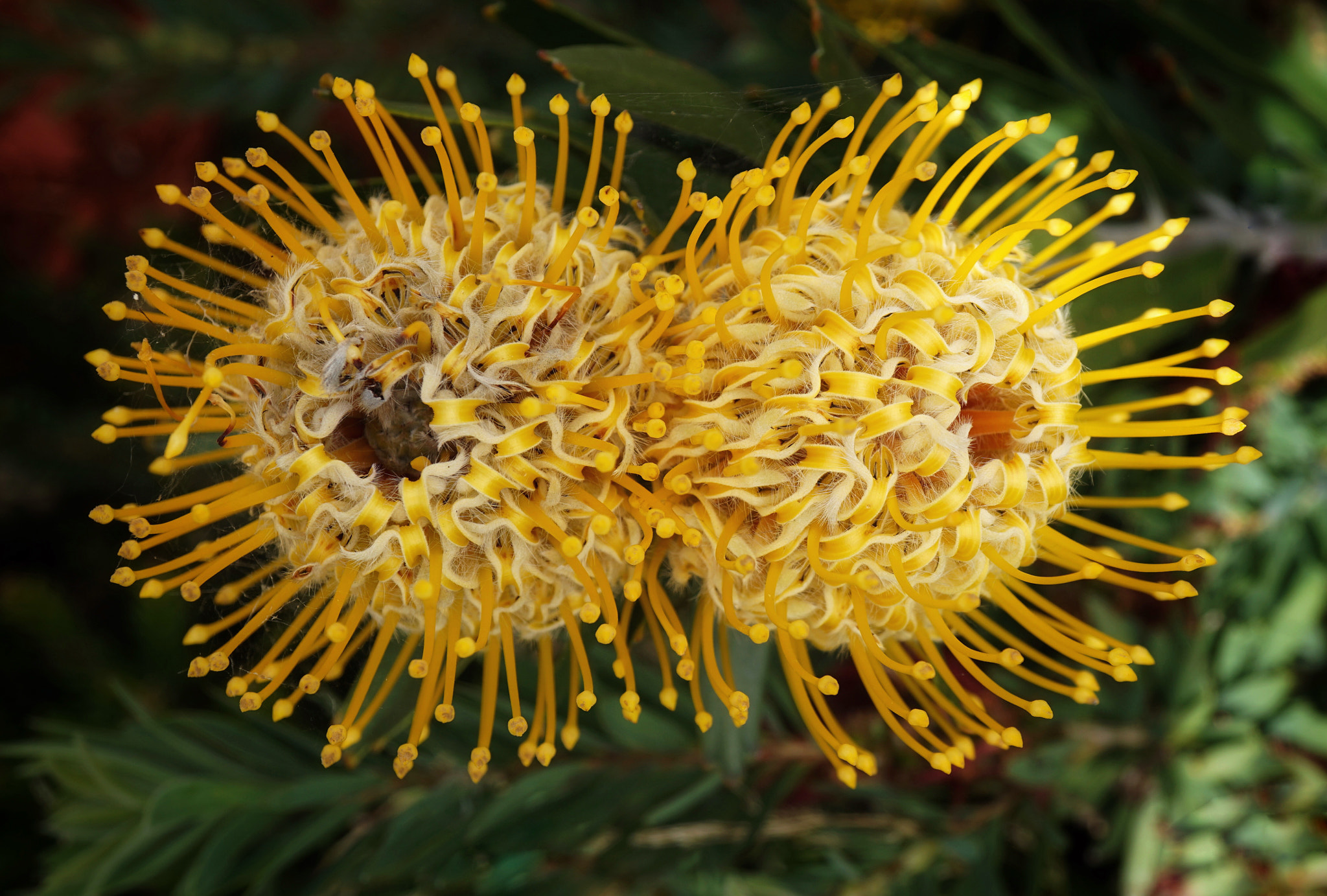 LEUCOSPERMUM HIGH GOLD by Ewa Lutyńska / 500px