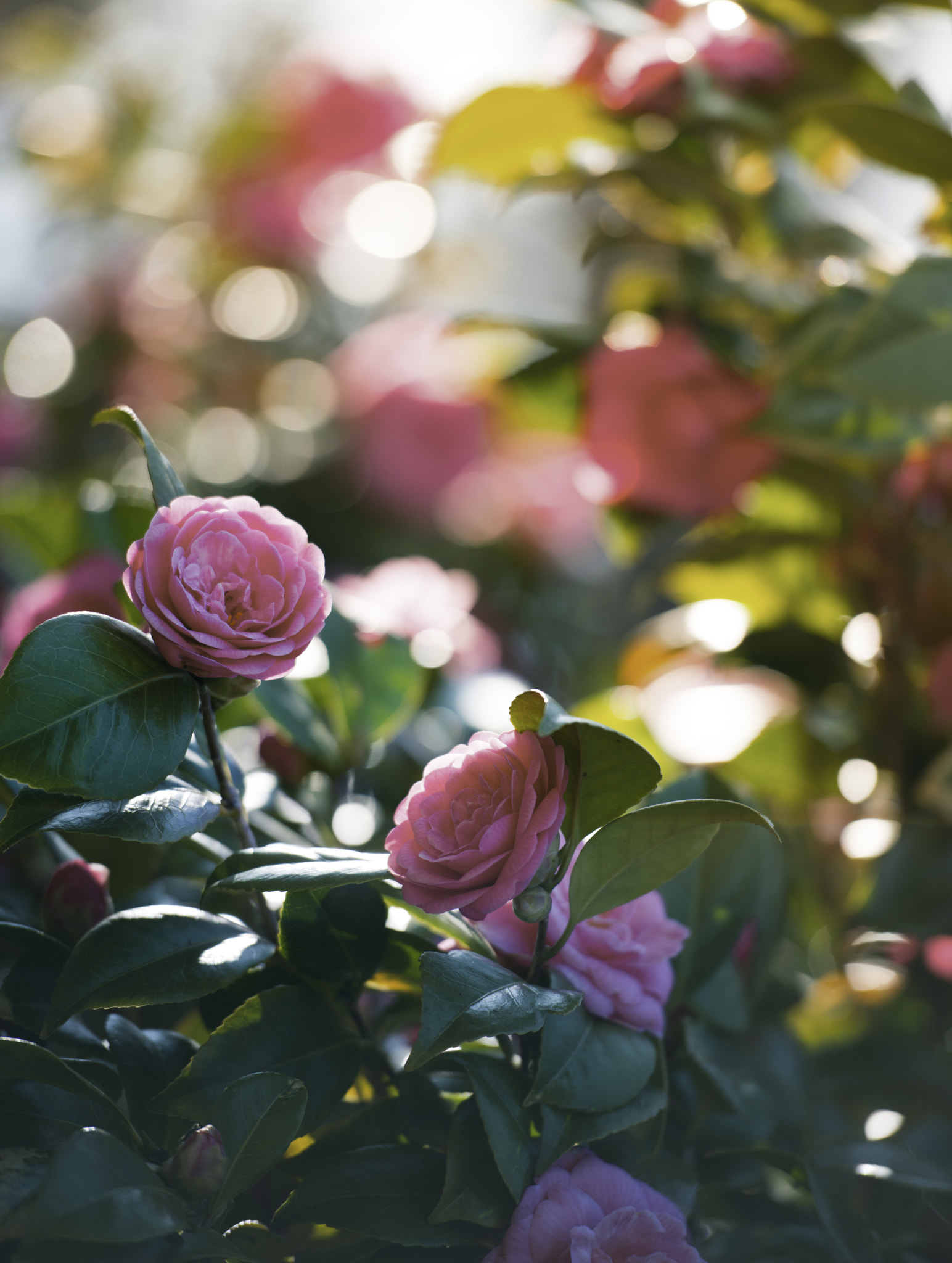 Nikon AF-S Nikkor 70-200mm F2.8G ED VR II sample photo. Spring flower! photography