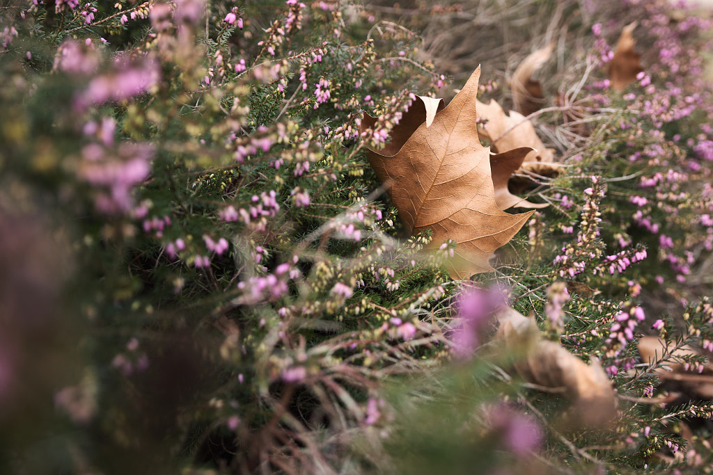 Single Leaf by Jürgen Hügle on 500px.com