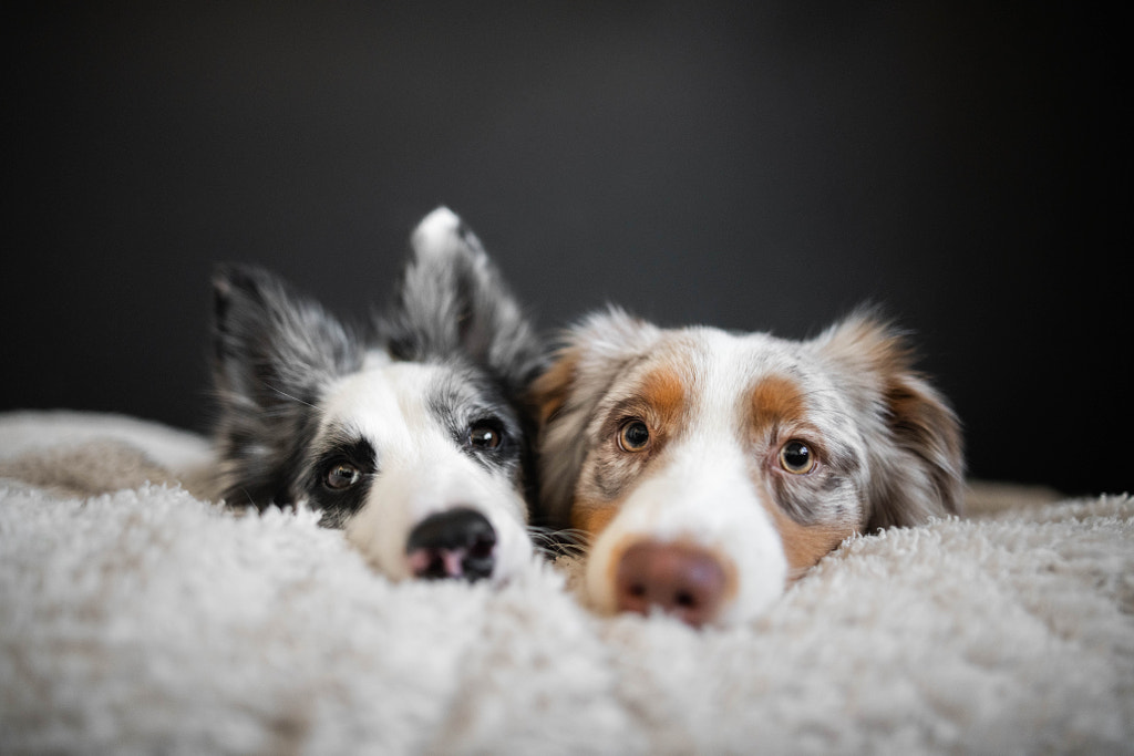 Two dogs lying in bed together by Iza ?yso? on 500px.com