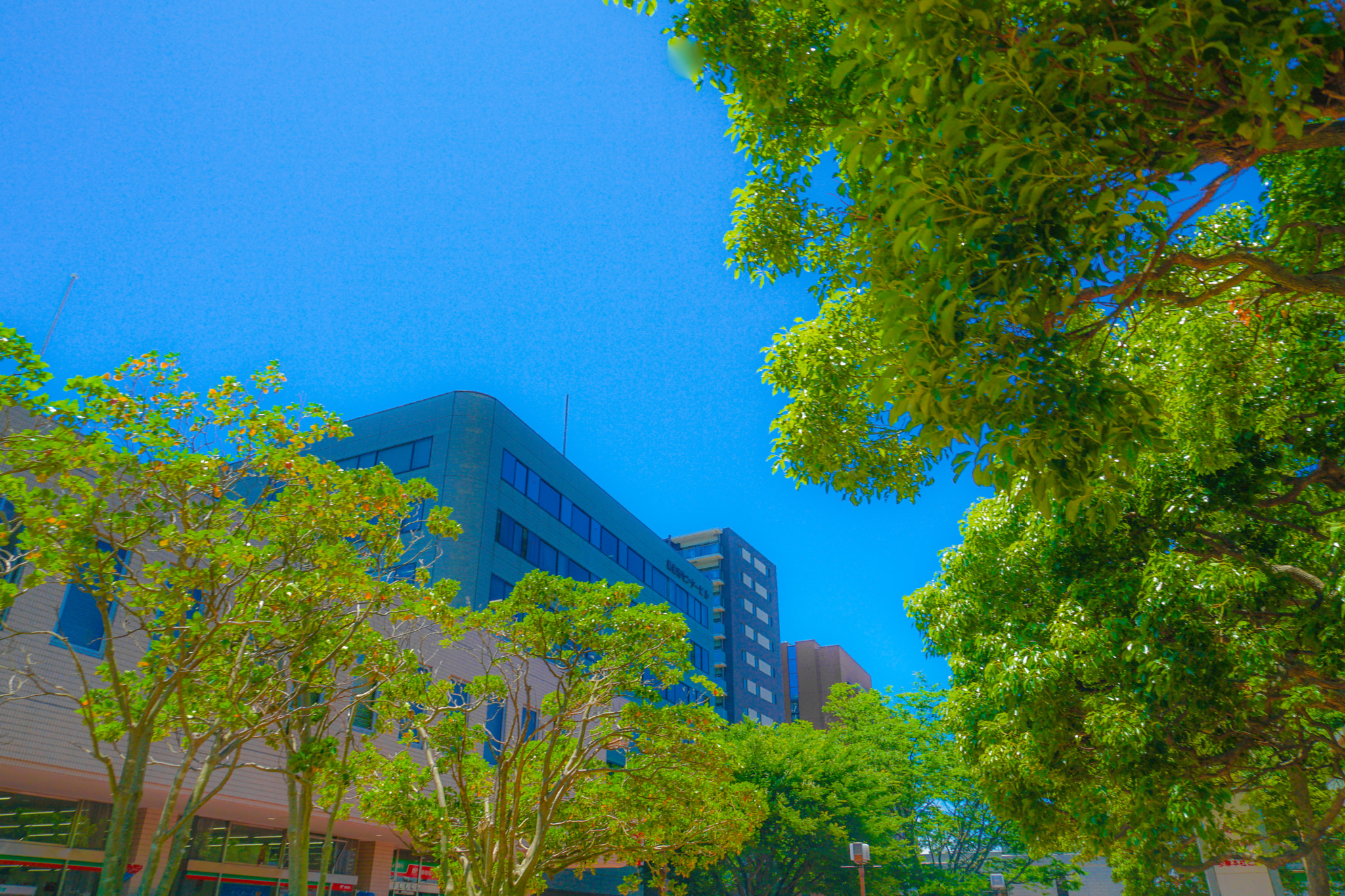Quarter of the early summer of Tama Center