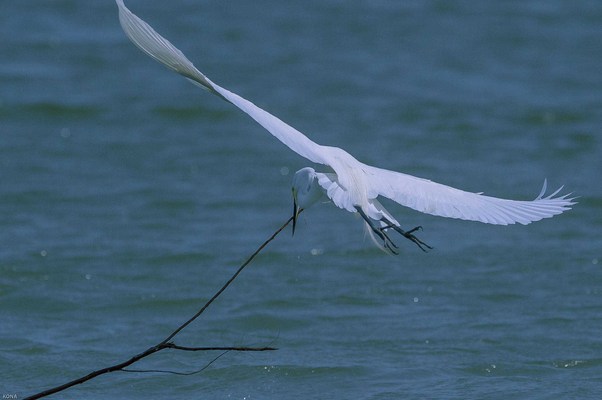 Nikon AF-S Nikkor 400mm F2.8G ED VR II sample photo. Sagi photography