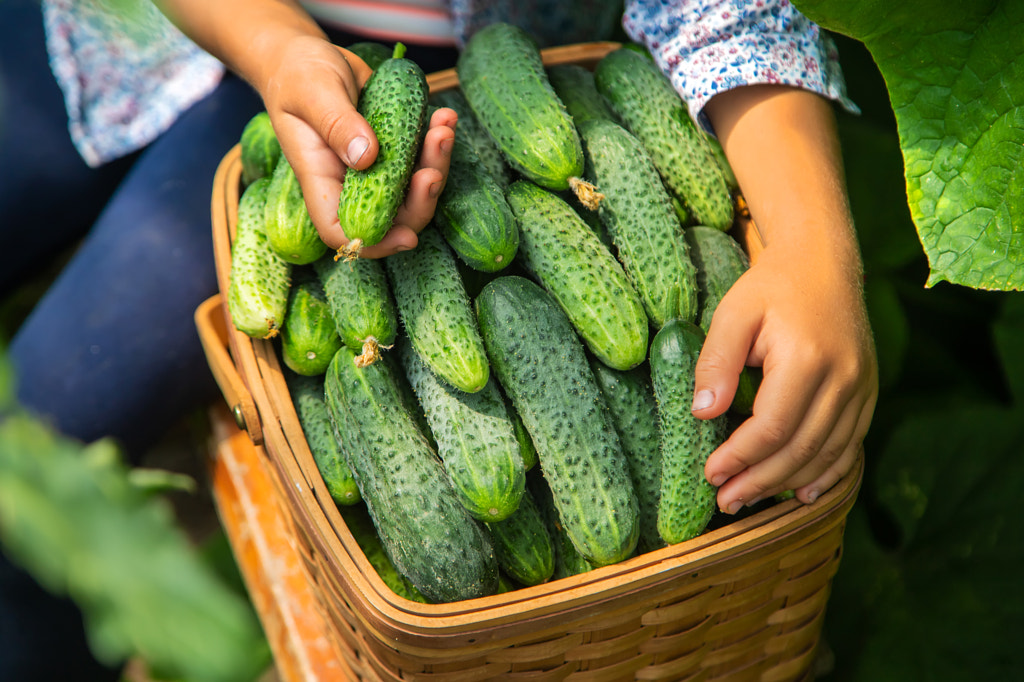 The child is harvesting cucumbers. Selective focus. by Yana Tatevosian on 500px.com