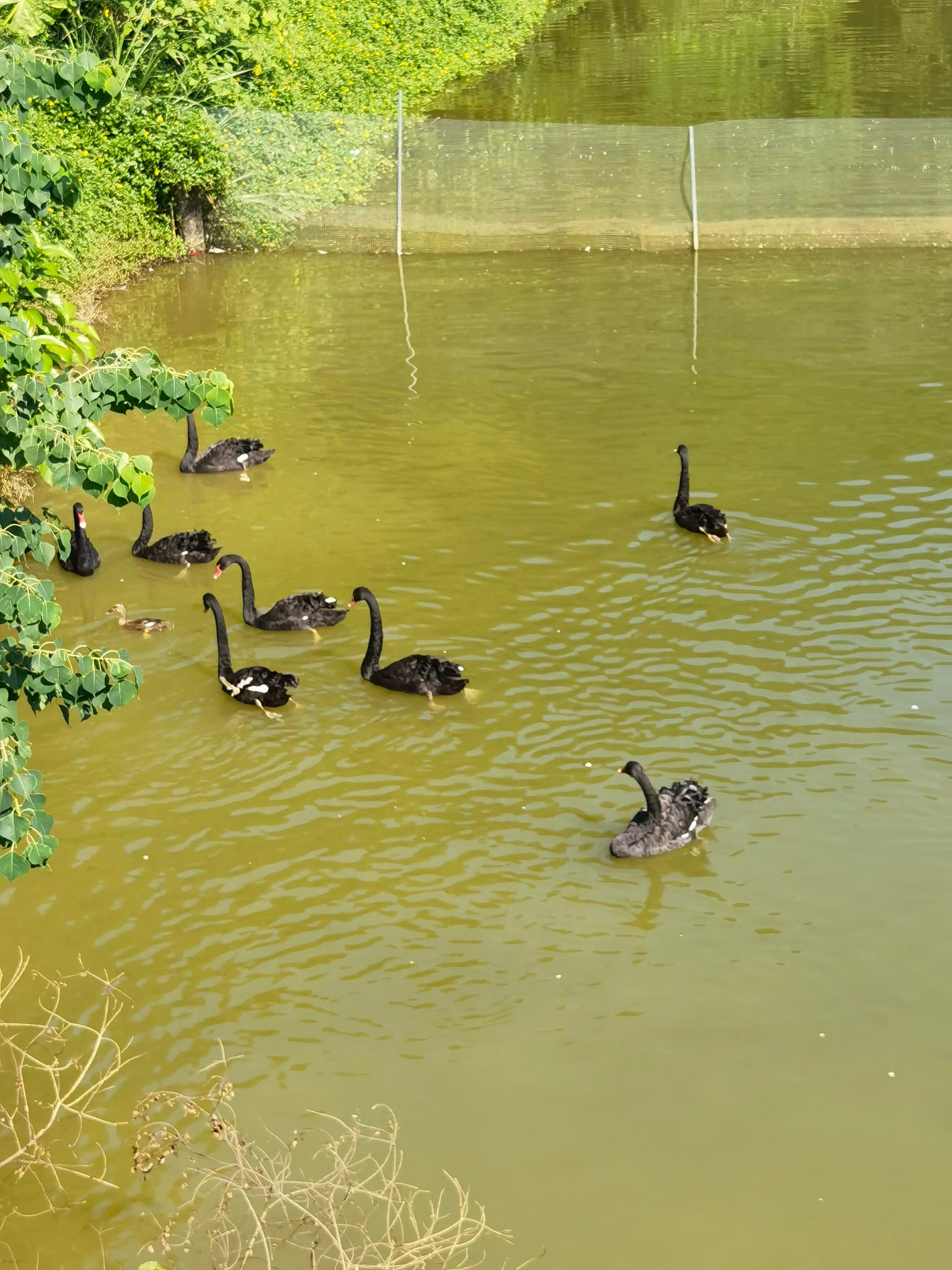 池塘里的黑天鹅