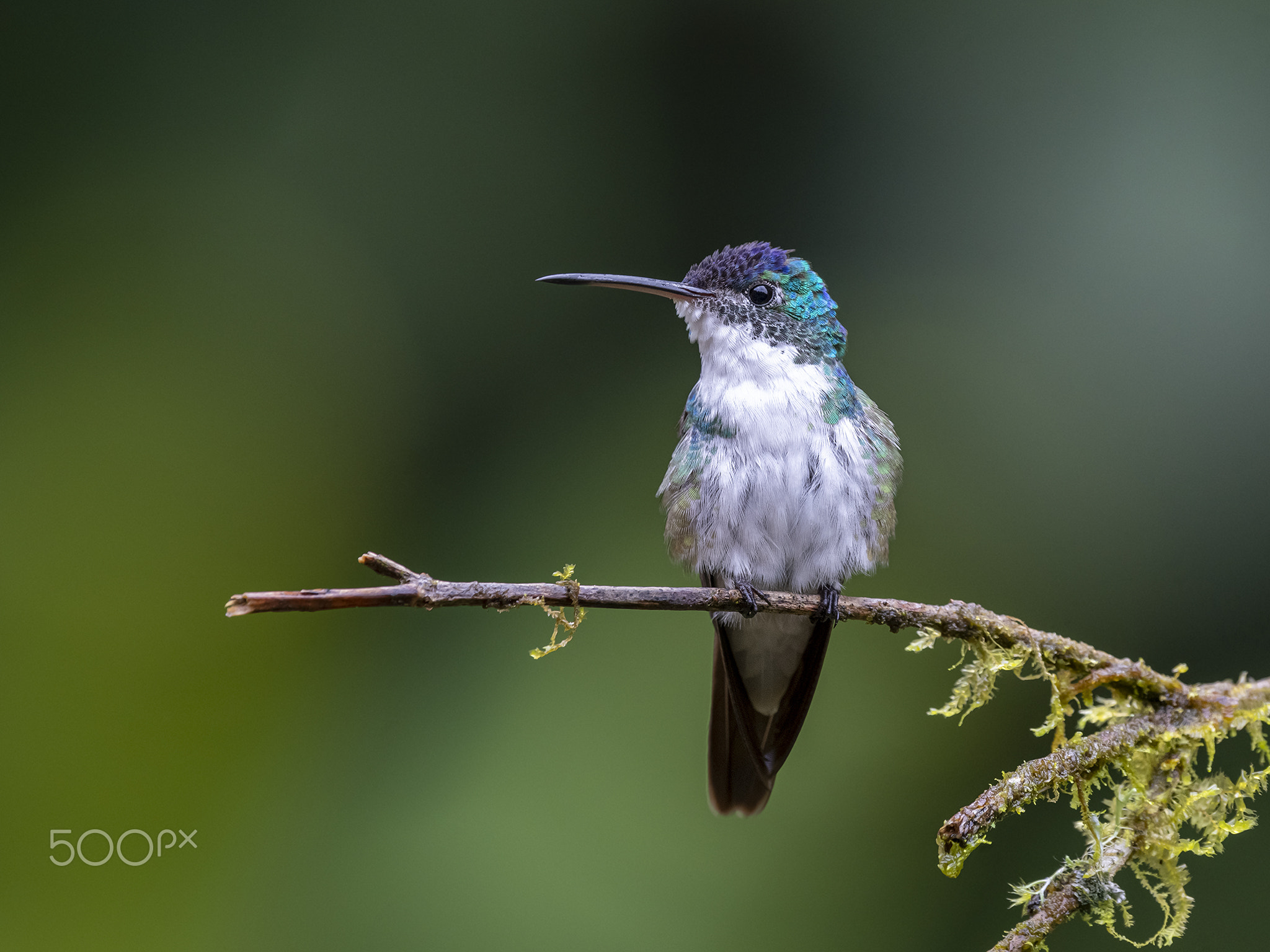 Andean Emerald