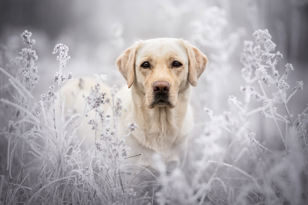 frosty morning by Tamara Filipowicz on 500px.com