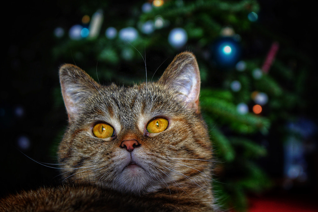 🌲 Marie 💕 by Kontrafuris Georgios on 500px.com