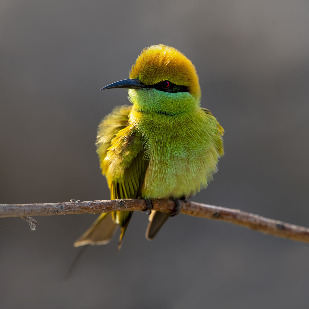 Green bee eater.. by Muhammad Farooq on 500px.com