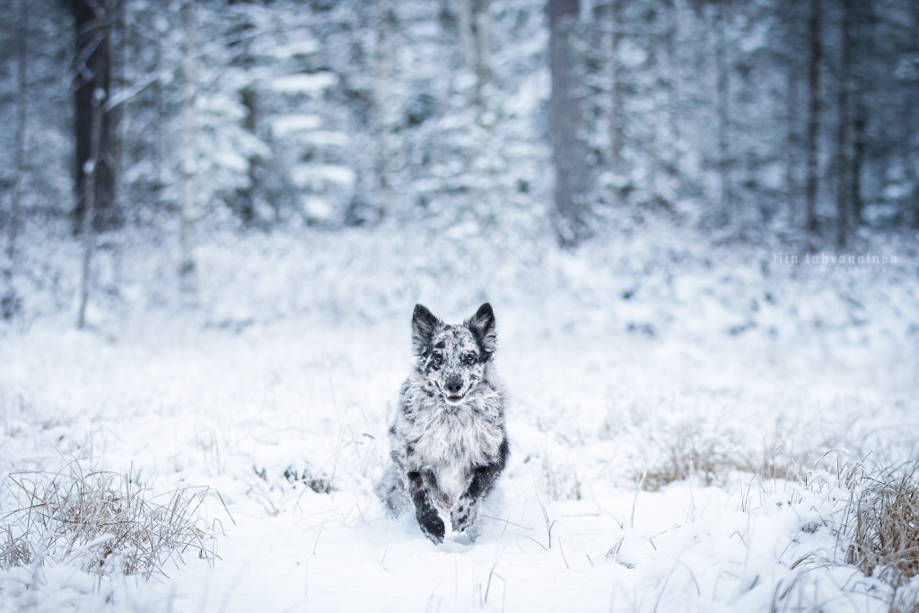 Winter wonderland by Tiia Tahvanainen on 500px.com