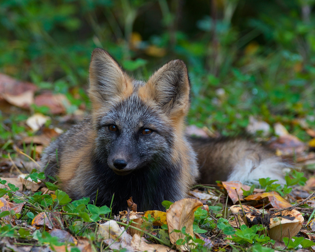 Red Fox by Greg Drozda on 500px.com