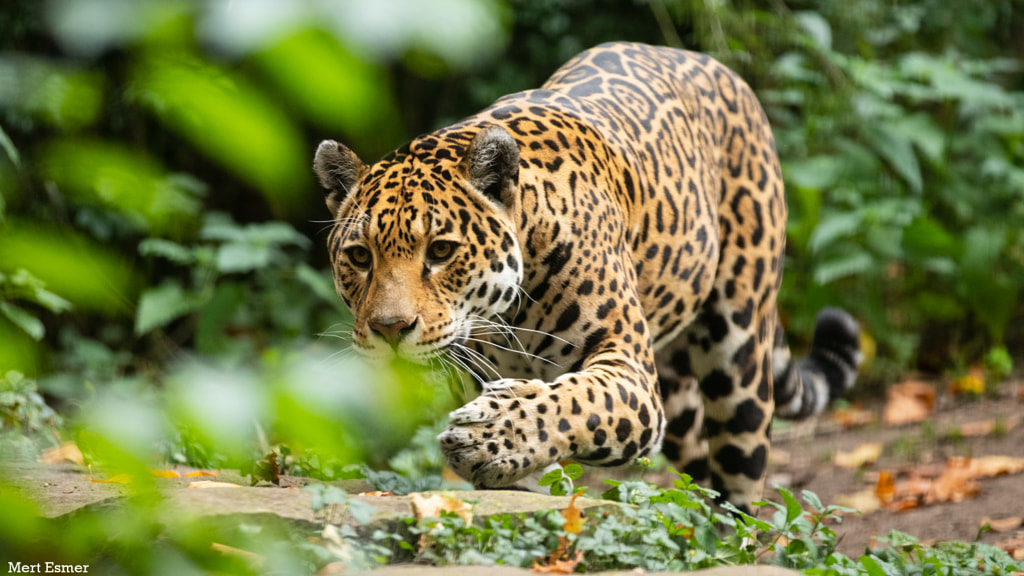 On the hunt by Mert  Esmer on 500px.com