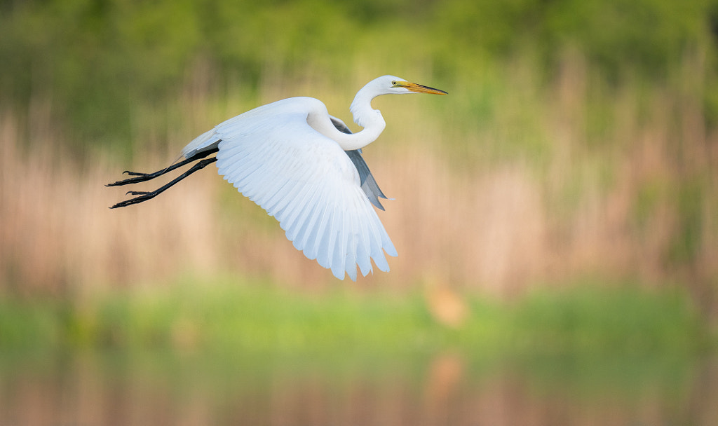 Great Egret  by Christopher Schlaf  on 500px.com