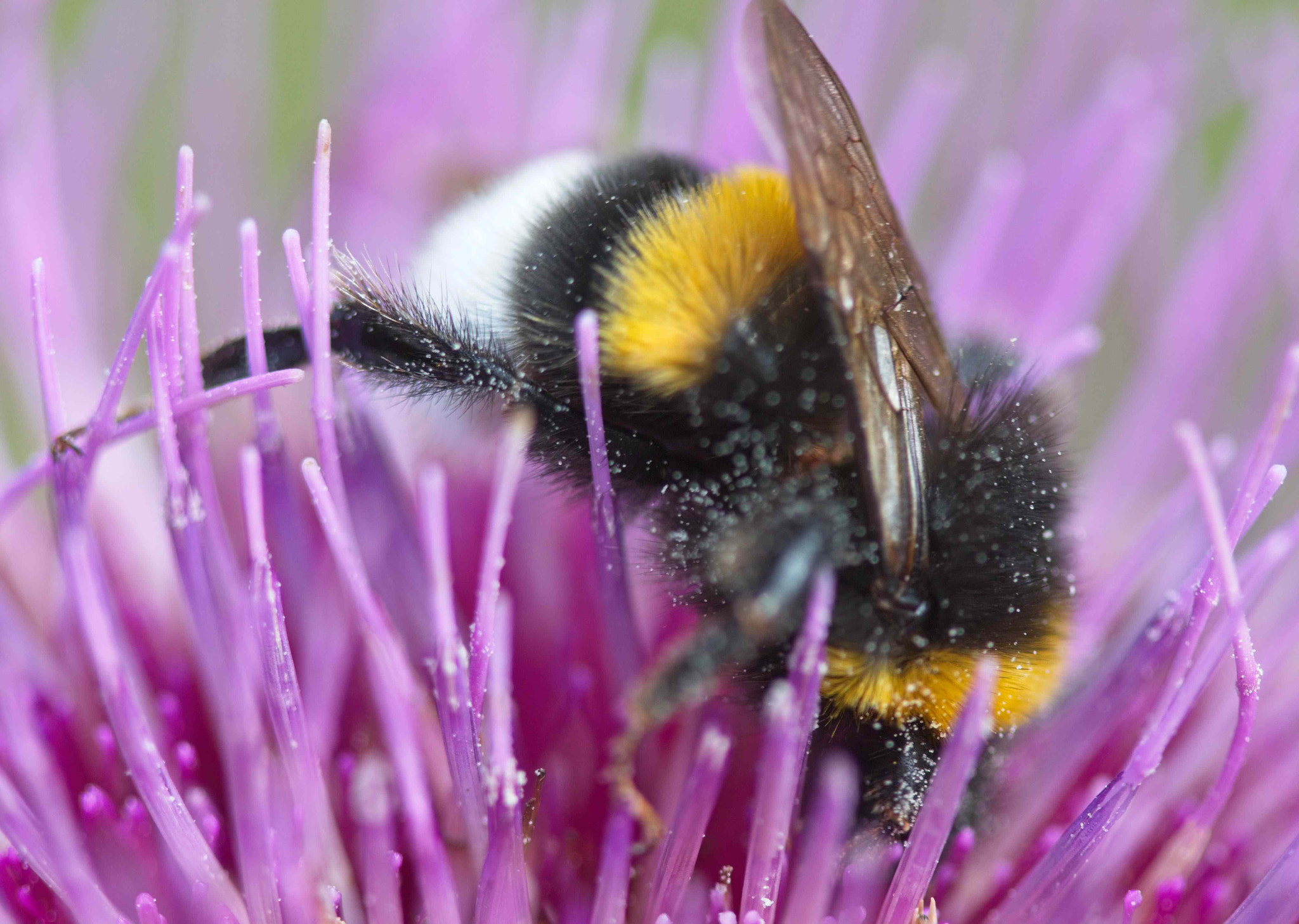 Abeja en cardo