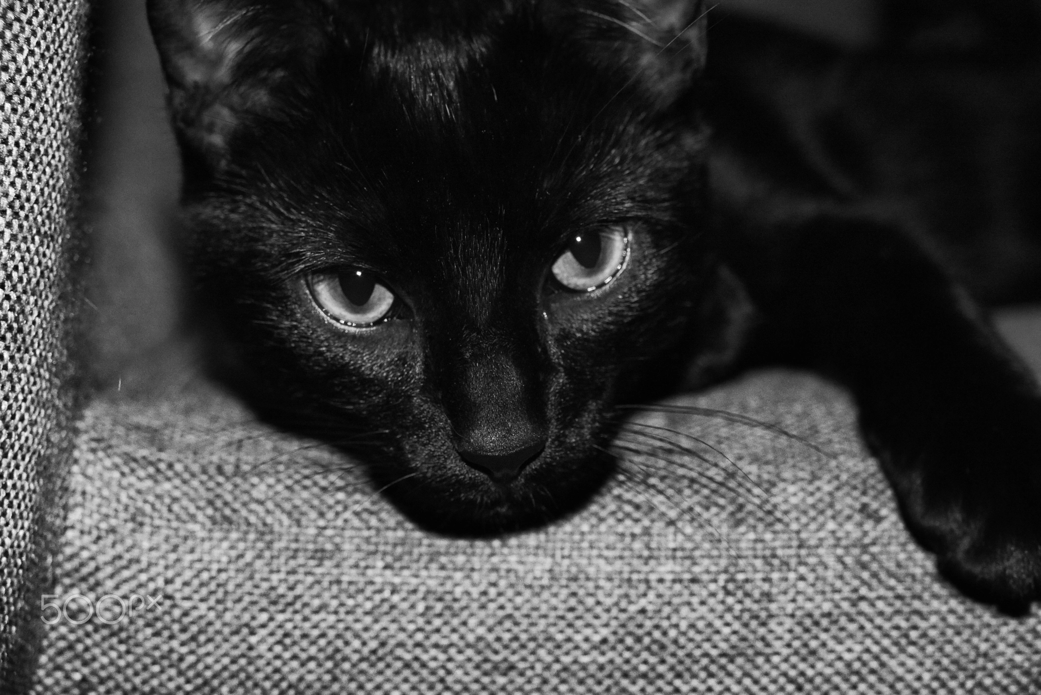 Meet Pablo, Black Cat Portrait