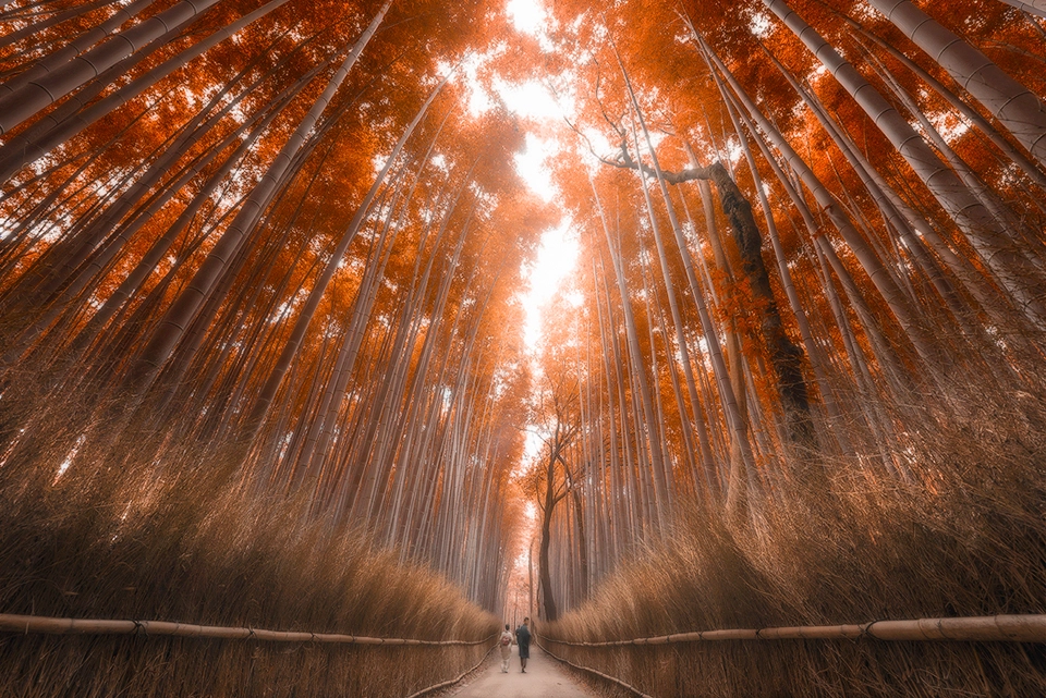Kyoto Bamboo Forest by Jimmy Mcintyre on 500px.com