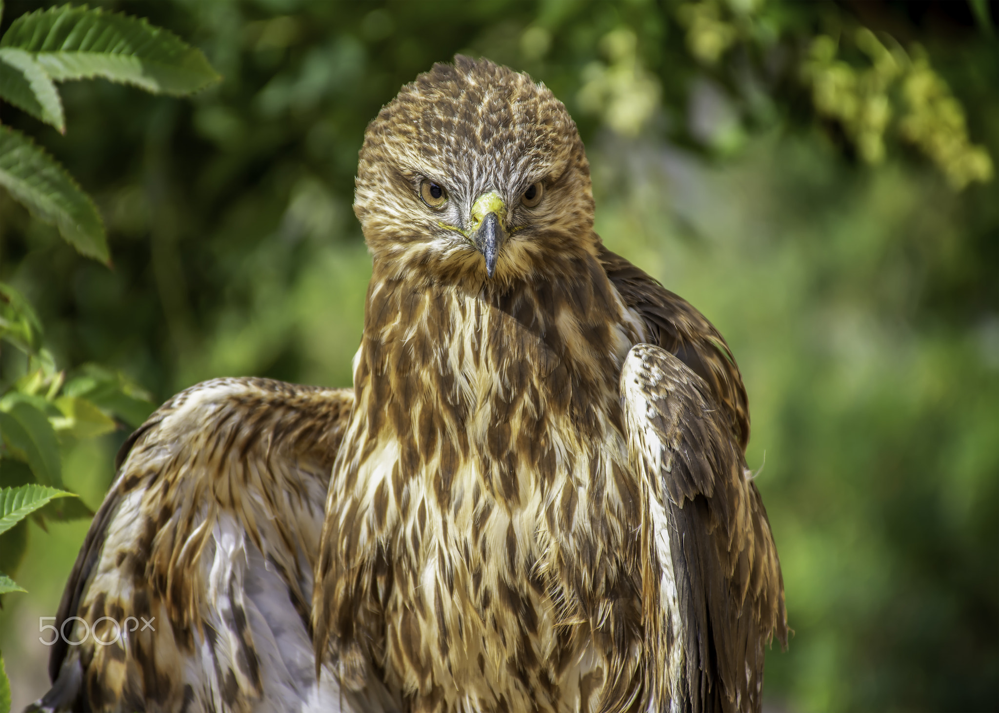 Steppe Buzzard