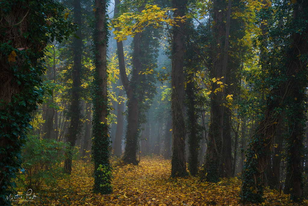 The yellow path by Martin Podt on 500px.com