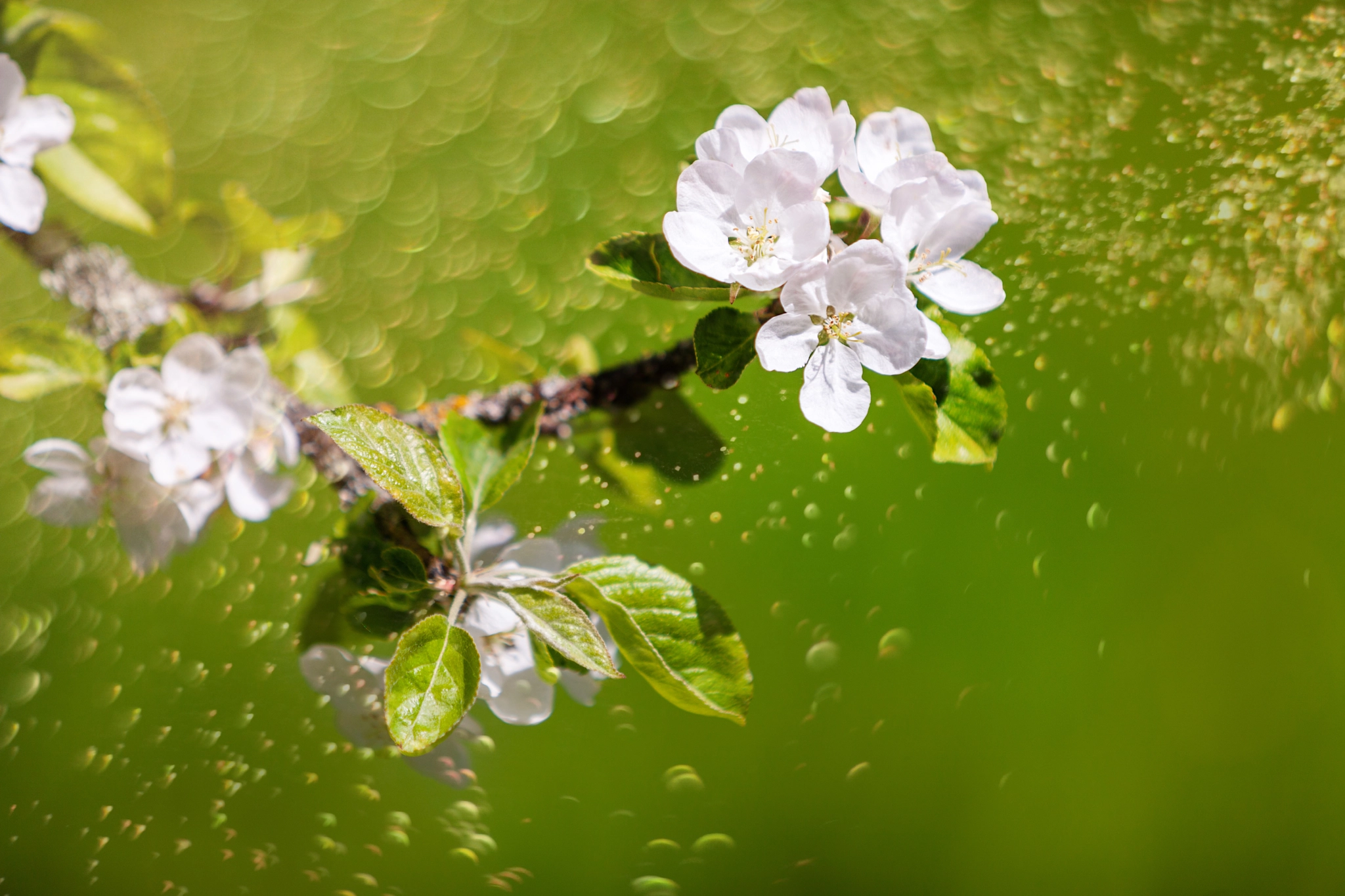 A branch of a blossoming apple tree on a natural blurred background