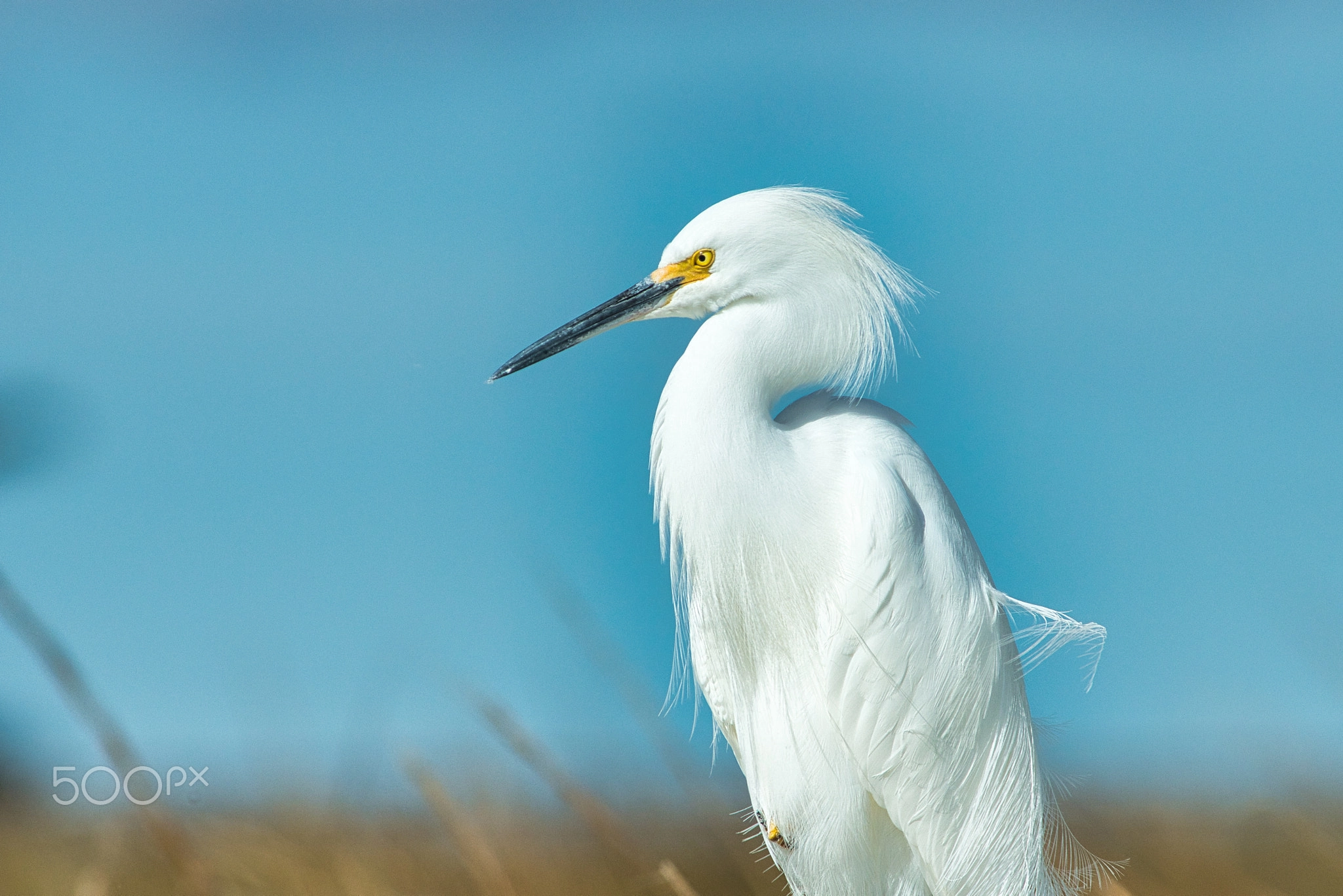 Lone Egret IV, Minimalist Bird Photography