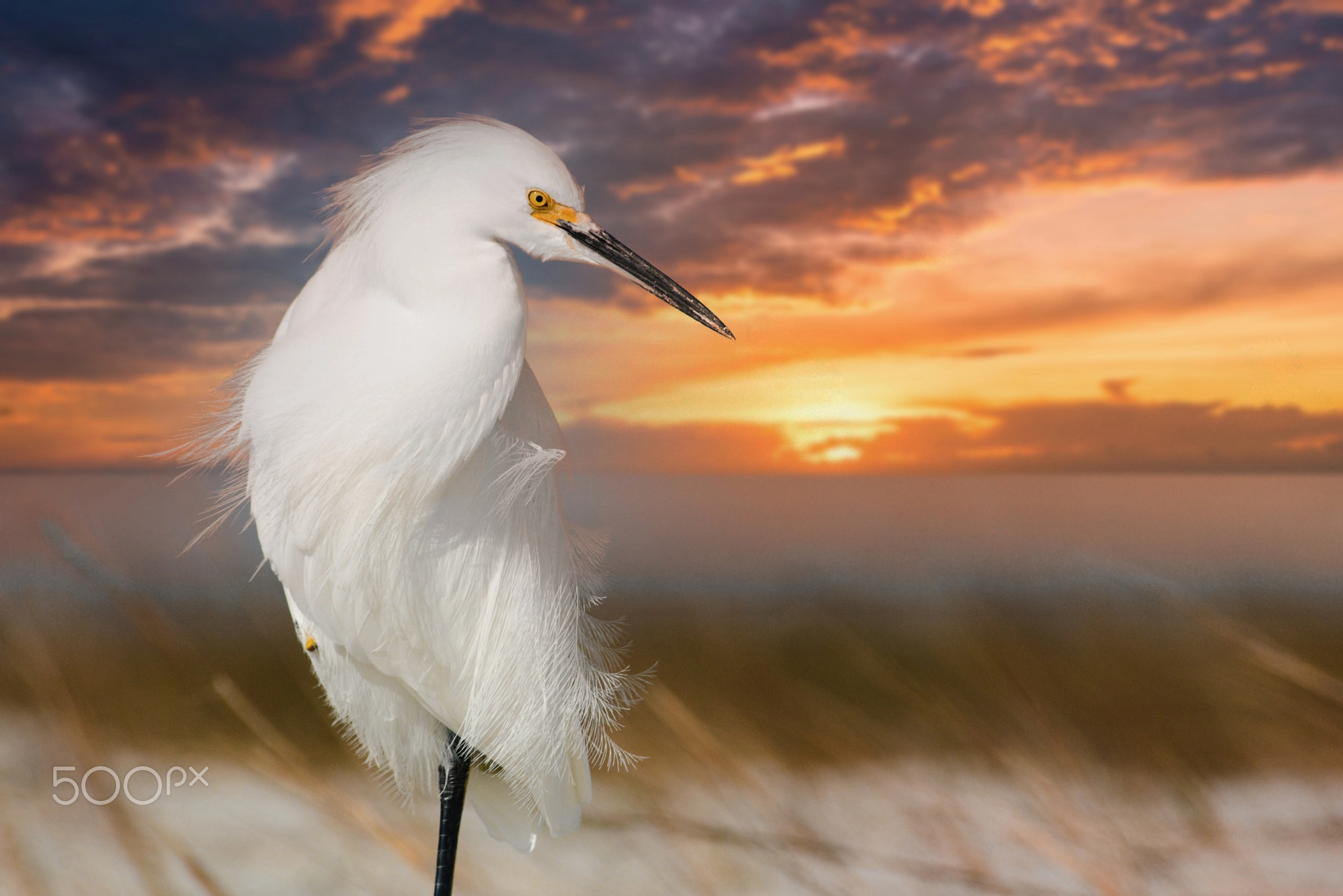 Snowy Egret at Sunset, Coastal Wildlife