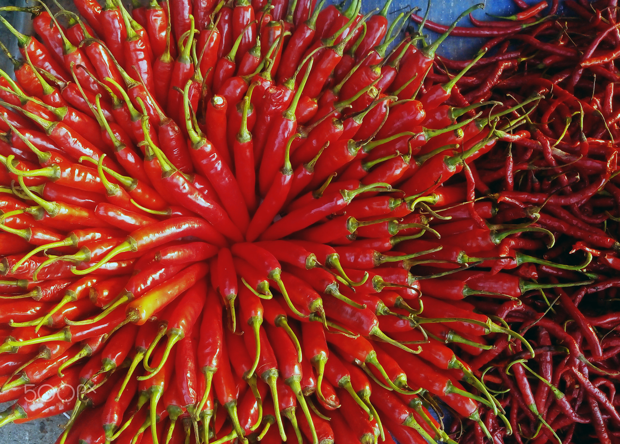 Fresh red chili