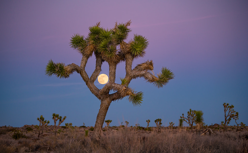 Moonrise over Joshua Tree by Feiyang Niu on 500px.com