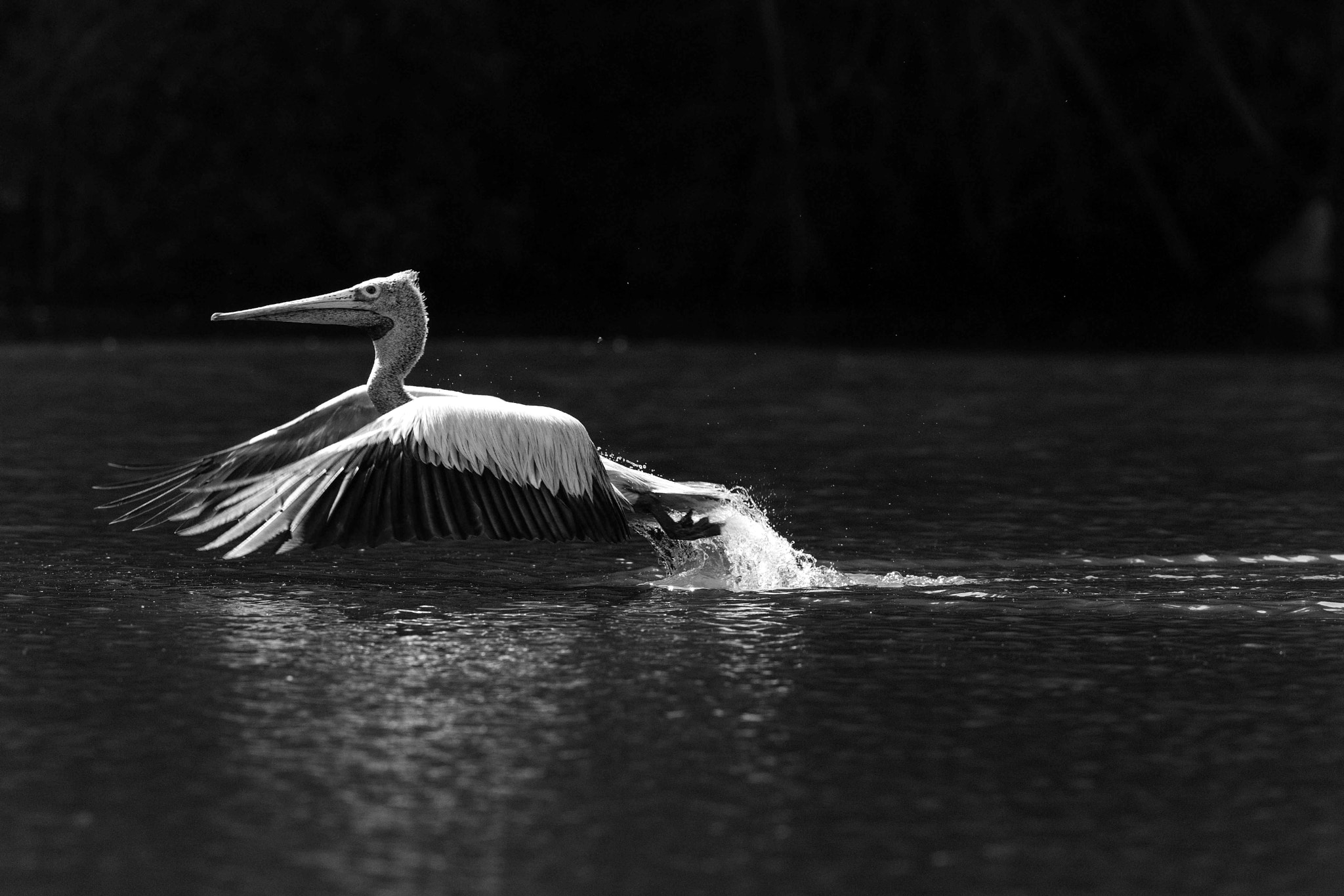 Thrust - spot - billed pelican