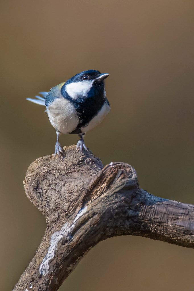 Japanese Tit 远东山雀by 凤凰涅槃| 500px