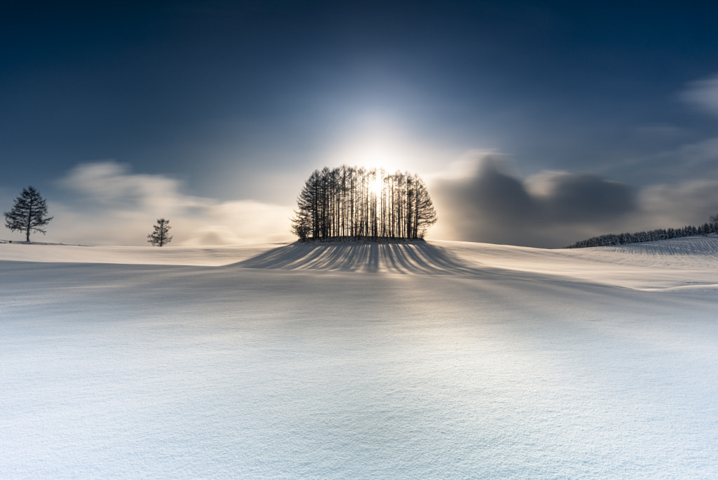 trees by Sumio Moriya on 500px.com