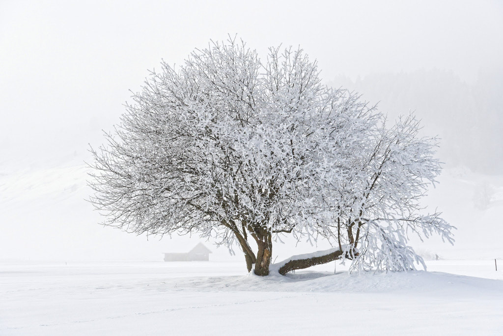 White Tree by Hansjuerg Buehler on 500px.com