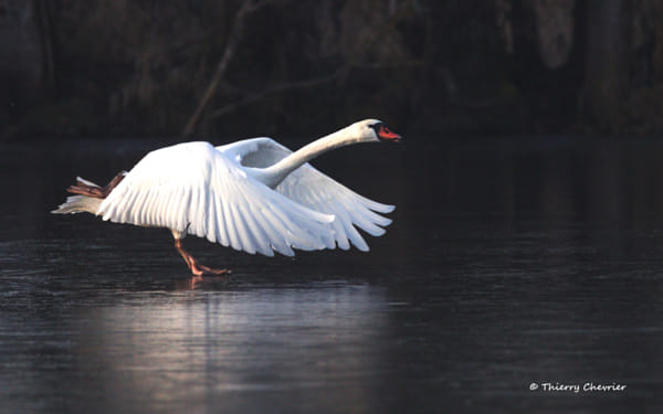 Thierry CHEVRIER (thierry_chevrier) Profile / 500px