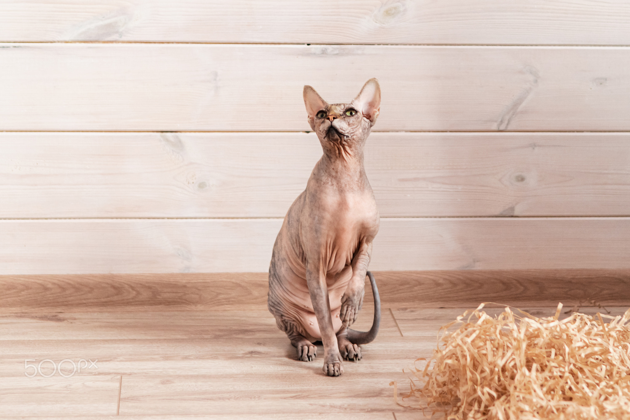 Portrait of Canadian Sphynx Cat kitten blue mink with white color with