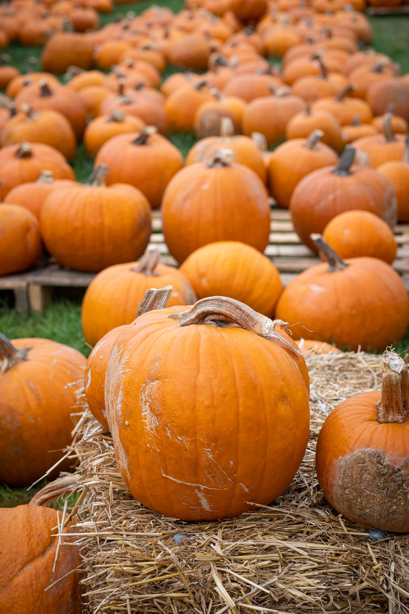 Pumpkin Patch