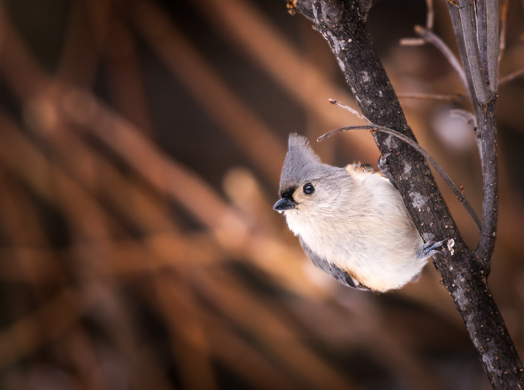 Tufted Titmouse by Chad Briesemeister on 500px.com