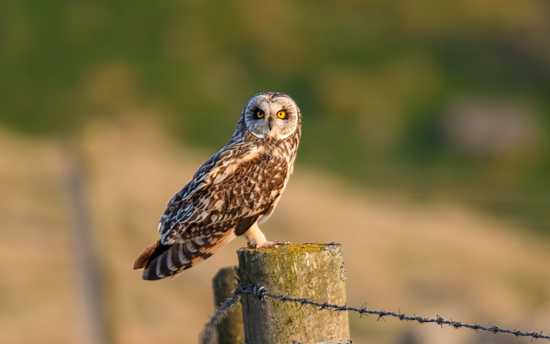 Short Eared Owl - Asio flammeus