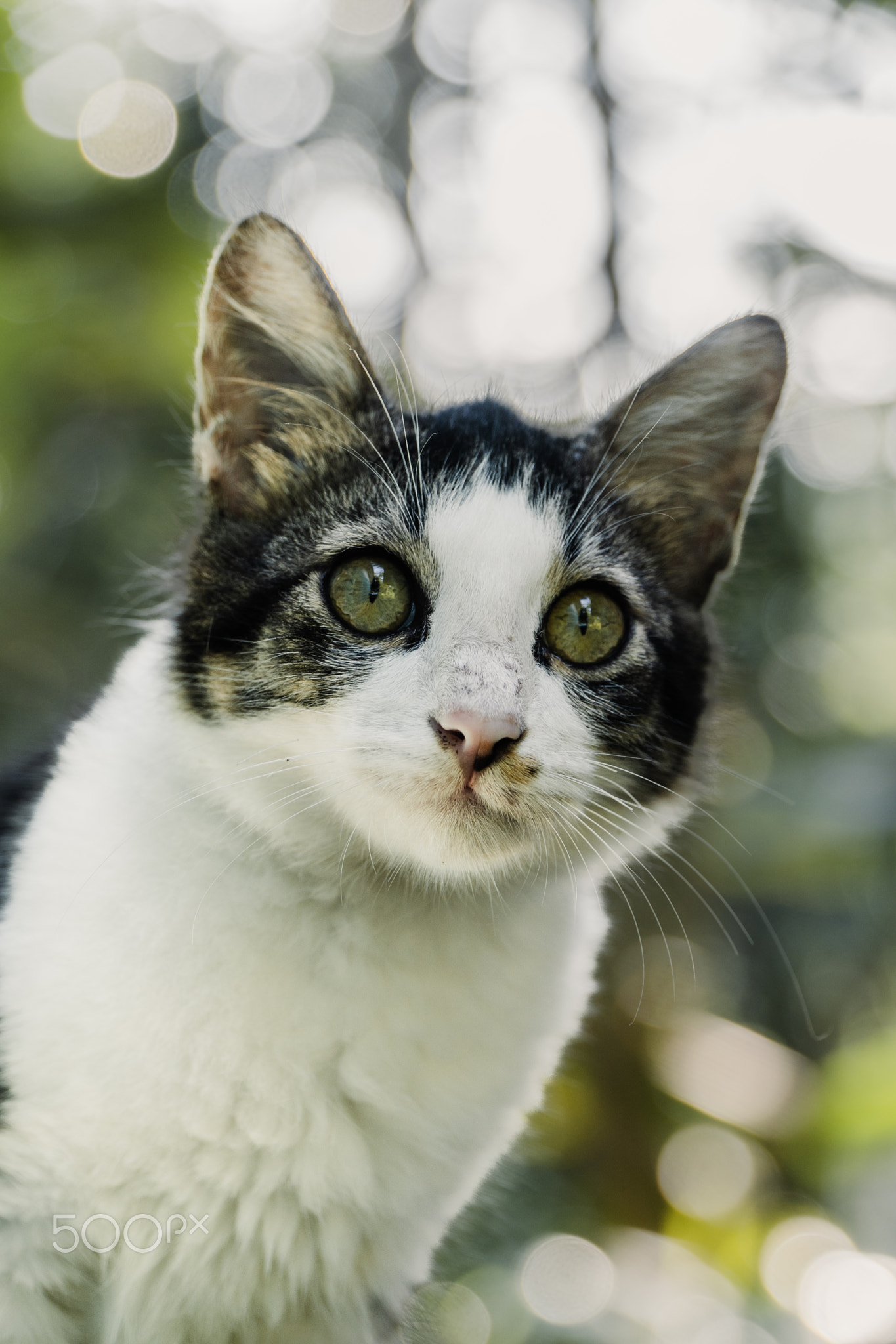 Close-up shot of black and white cat on blur background