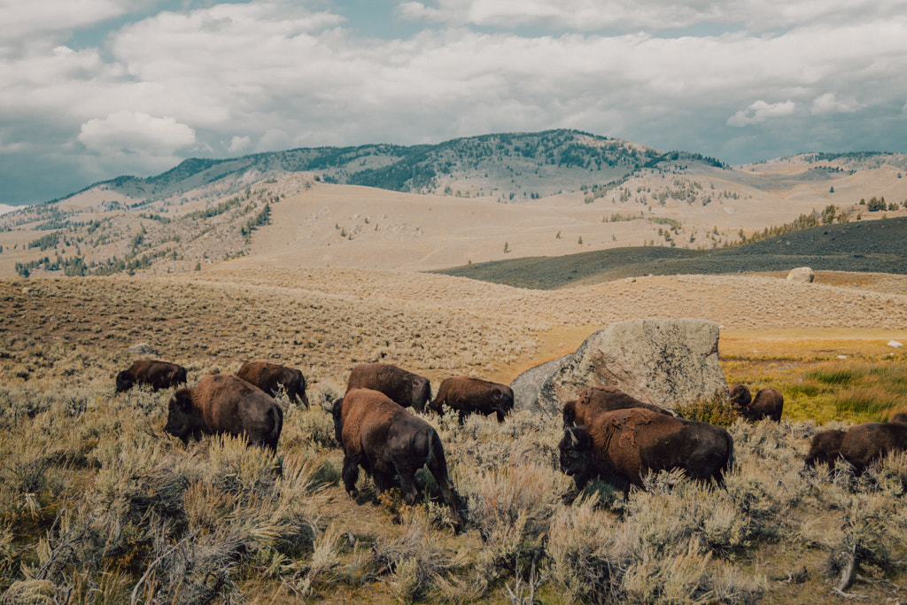 yellowstone by Sam Brockway on 500px.com