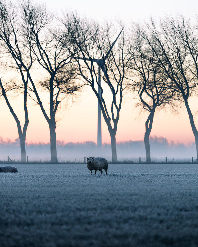 Winter Morning by Mike Tesselaar on 500px.com