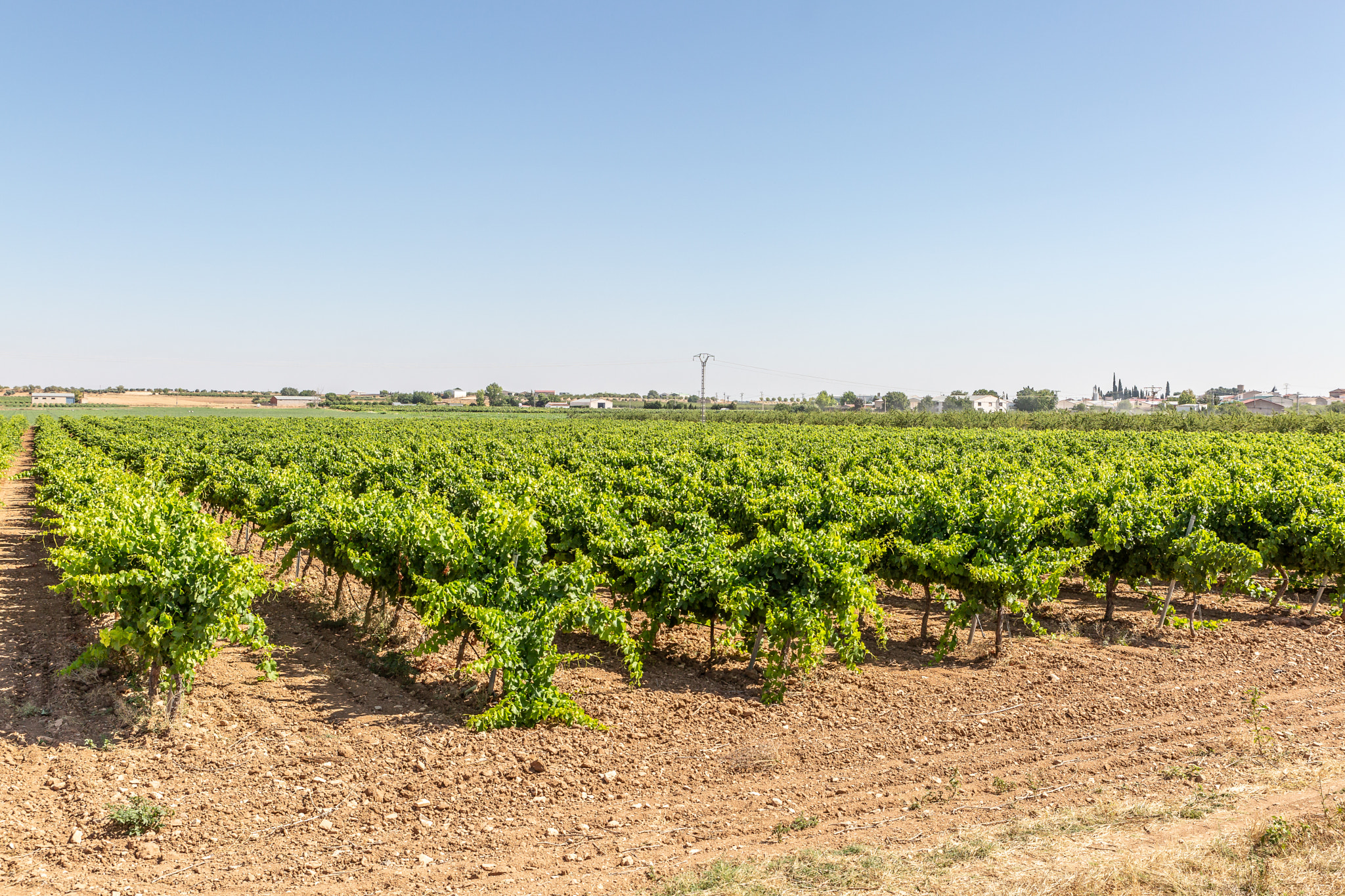 Vineyard in the province of Albacete in Spain